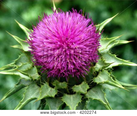 Thistle