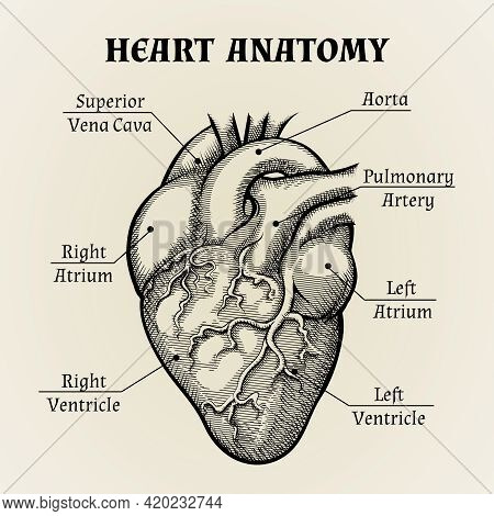 Close Up Black And White Heart Anatomy With Labels Graphic Design.