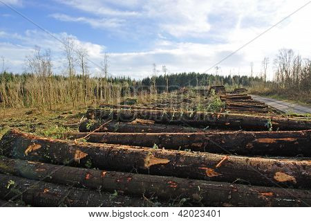 zerstÃ¶rten Wald