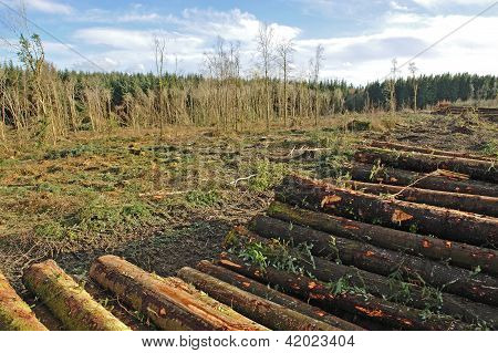zerstÃ¶rten Wald