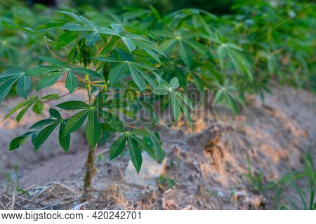 Tapioca Fields On Natural Background. Grow Cassava. Season Of Planting Cassava. Mixed Garden Between