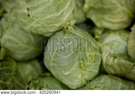 Organic Fresh Green Cabbage Head In The Garden. Fresh Green Cabbage Heads On The Farm Market. Photo 