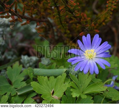 Beautiful Blue Anemone Apennina Flowers On Green Grass Background Close Up.