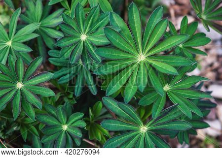 Lupin Leaves Top View - Lupinus Polyphyllus