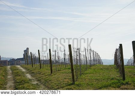 Vineyard In The Langhe During The Winter Near Serralunga D'alba, Piedmont - Italy