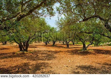 Olive trees (Olea europaea) grove in Crete, Greece for olive oil production. Horizontal camera pan