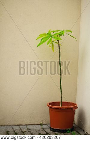 Small Pachira Palm Tree In Pot Standing In A Corner Of Yellow Concrete Wall Building