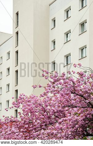 Cherry Blossoms In Front Of Modern House, Old Town Appartment Block Of Flats In Berlin, Germany. Mod