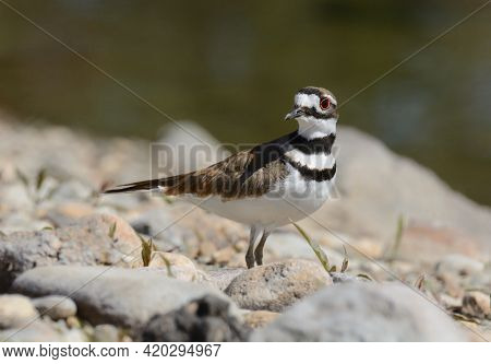Killdeer bird or Charadrius vociferus standing on rocky lake shore