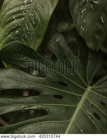 Close up of green split leaf philodendron