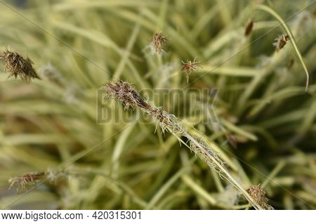Striped Weeping Sedge Evergold Flowers - Latin Name - Carex Oshimensis Evergold