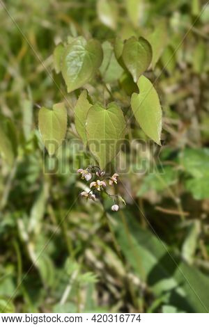 Alpine Barrenwort - Latin Name - Epimedium Alpinum