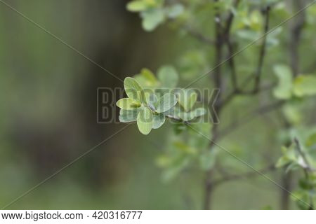 Small-leaved Honeysuckle Leaves - Latin Name - Lonicera Microphylla