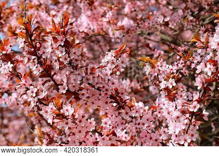 In The Garden Bloomed Red Leaved Pissardi Plum, Or Cherry Plum. Beautiful Decorative Tree With Small