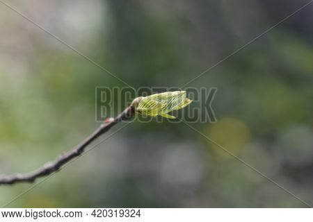American Chestnut Branch With New Leaves - Latin Name - Castanea Dentata