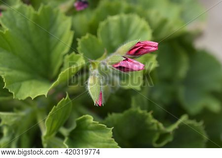 Regal Pelargonium Hybrid Flower Buds - Latin Name - Pelargonium X Domesticum (pelargonium Grandiflor