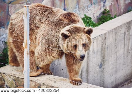 A Rare Hybrid Of A Brown And Tibetan Bear With A White Spot On Its Neck Walks Around The Enclosure. 