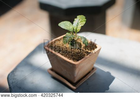 Dorstenia Foetida Variegata Or Dorstenia Plant On The Clay Pot