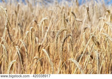 Close-up Texture Pattern View Of Ripe Golden Organic Wheat Stalk Field Landscape On Bright Sunny Sum