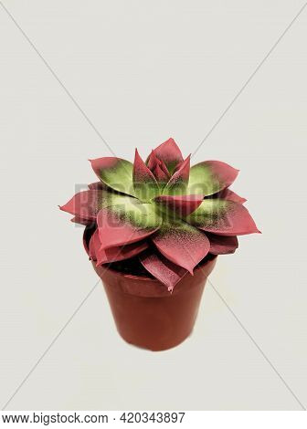 Red Sacculent Flower In A Pot On A White Background