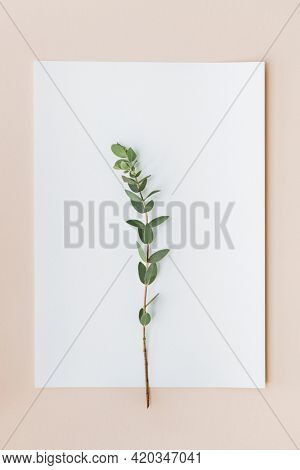 Ruscus leaves on a white paper