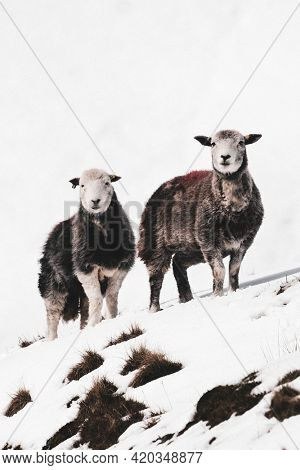Herdwick sheep at the snowy Lake District in Scotland