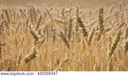 Spikelets Of Golden Wheat In The Field. Ripe Big Golden Ears Of Wheat On A Yellow Background Of The 