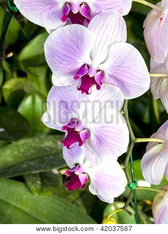 Orchidea, różowy i biały storczyk