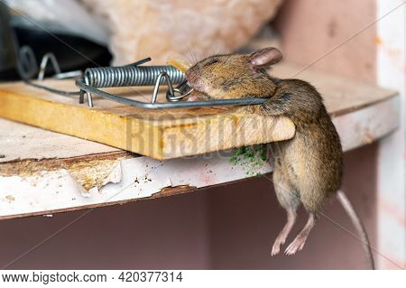 Dead Mouse In A Mousetrap. Mouse Hunting. The Mouse Is A Small Rodent And Pest