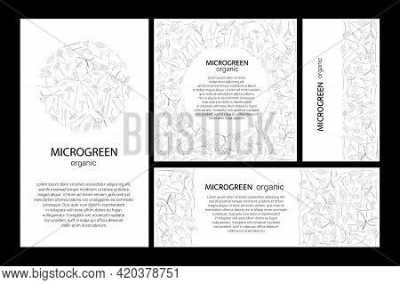 Set Of Vector Graphic Frames And Templates With Microgreens. Herbs - Peas, Sunflowers, Onions, Corn,