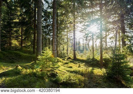 Spring Sunny Day. Spruce Forest Growing On The Hillside. The Ground Is Overgrown With Green Moss. Th