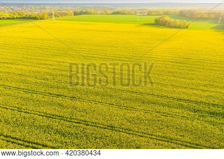 Spring In Arable Fields. Yellow-blooming Rapeseed.\na Vast Plain Covered With Arable Fields, In Plac