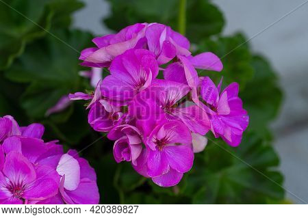 Beautiful Composition Of Geranium Flower Pelargonium Flower Pink Dreen