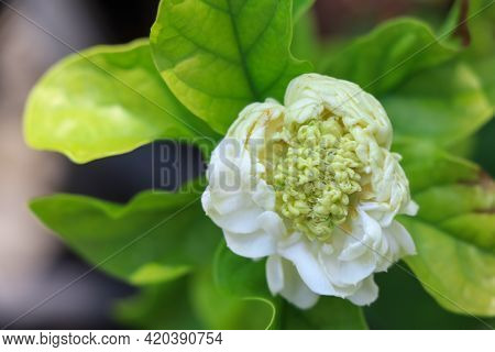 Jasminum Sambac Flower