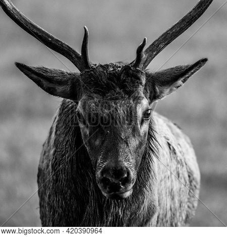Young Bull Elk Head On Black And White Square Image