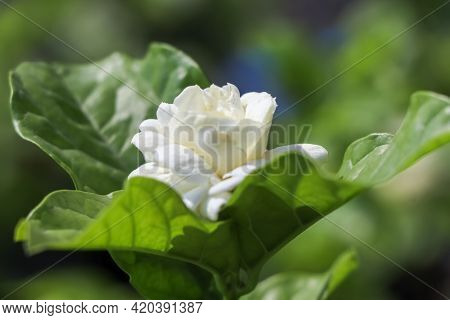 Jasminum Sambac Flower