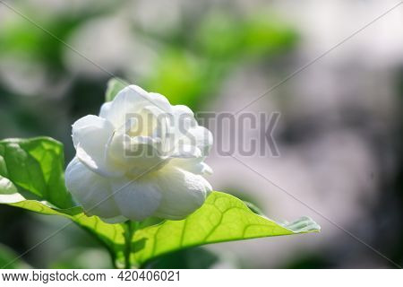 Jasminum Sambac Flower
