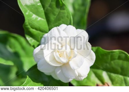 Jasminum Sambac Flower