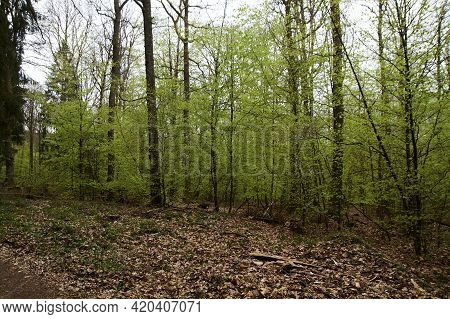 Hike Path Through A Forest In Spring, Young Green Foliage
