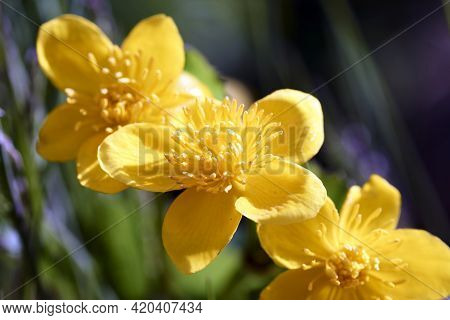 Spring Flowering Marsh Marigold Caltha Palustris, In Garden Pond
