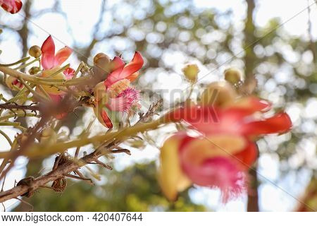 Couroupita Guianensis Aubl Flower