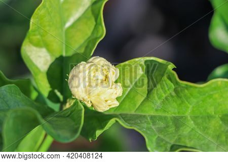 Jasminum Sambac Flower