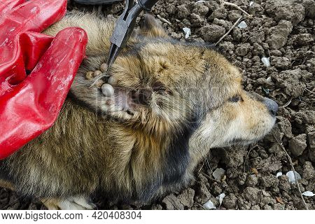 A Stray Dog With Ticks. Lots Of Ticks. Rescue Of Animals From Insects. Dangerous. Beware Of Infectio