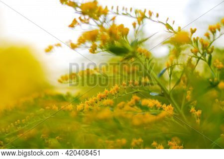 Defocus Blooming Broom Bush (cytisus Scoparius). Natural Background With Yellow Flowers. Nature Abst