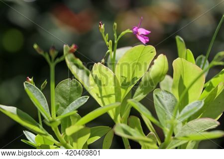 Talinum Paniculatum Are Growing Up In The Garden