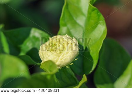Jasminum Sambac Flower