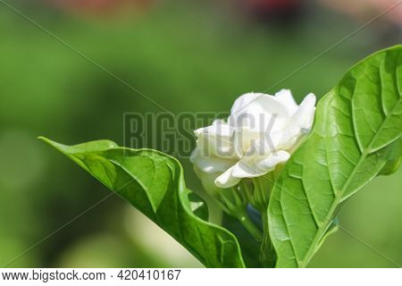 Jasminum Sambac Flower