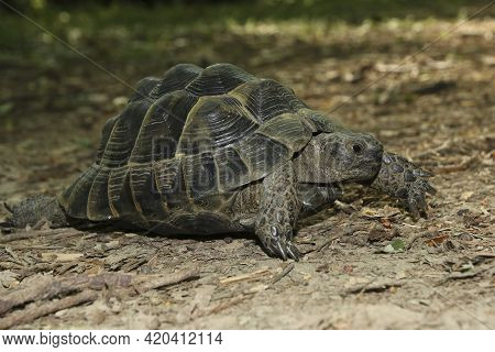 Greek Tortoise, Testudo Graeca On The Forest Ground