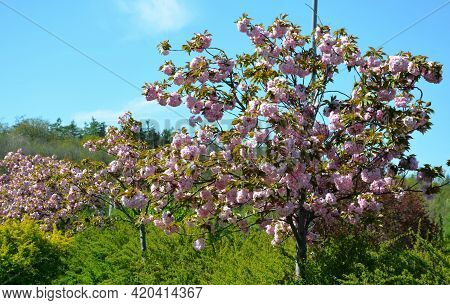 Stretched Crown, Branches Falling Like A Parasol, Very Elegant. Young Leaves Bronze, Then Green; Ver