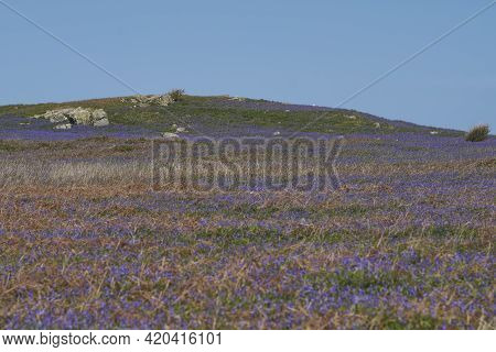 Carpet Of Bluebells (hyacinthoides Non-scripta) In Spring On Skomer Island Off The Coast Of Pembroke